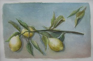 Stilleben mit Zitronen, Aquarell 2009